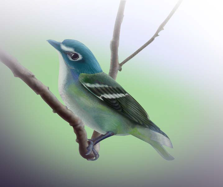 vireo bird animal Nature digital painting