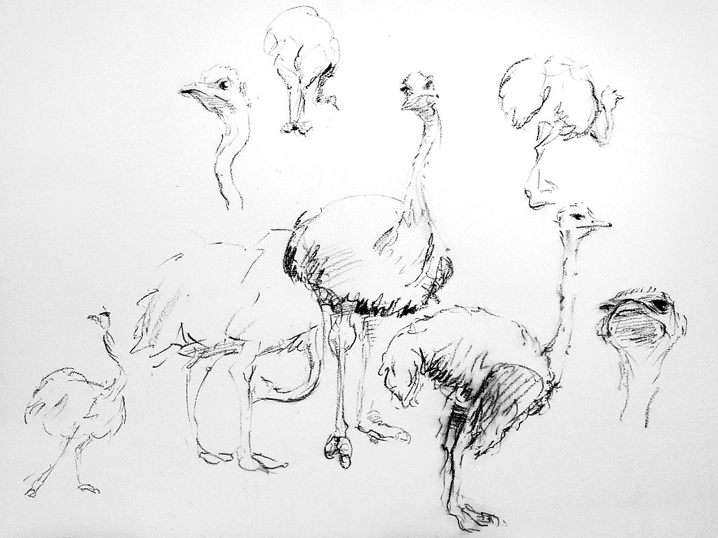 animaux animals sketch