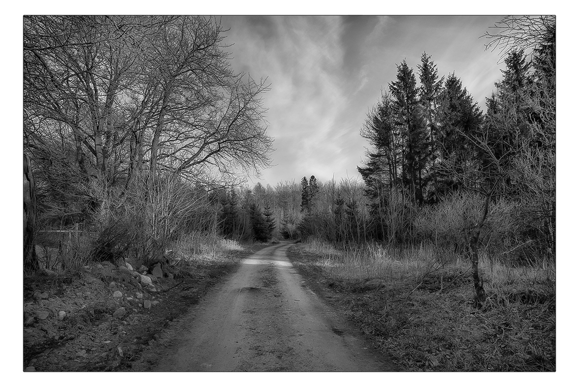 Anders Stangl Photography Landscape Skane County southern Sweden Sweden Tree  woods dirt road Nature Europe Scandinavia