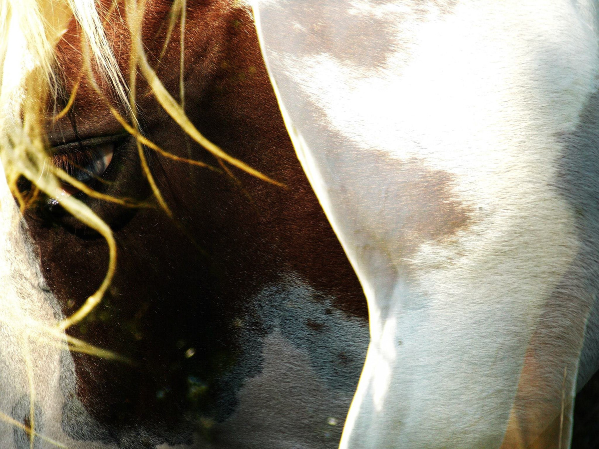 equine horse Dan Vainavicz