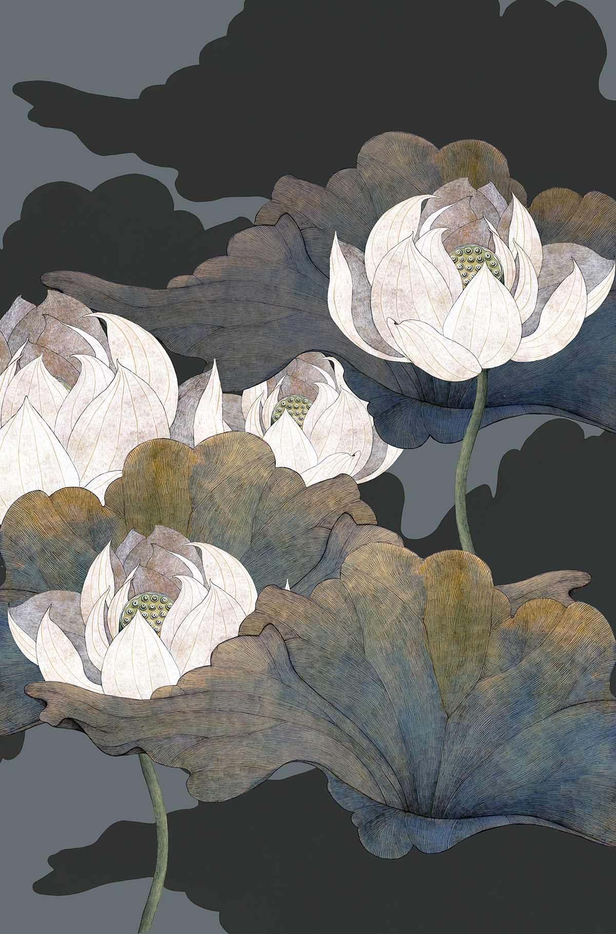botany cd Drawing  Flowers ILLUSTRATION  japan Lotus music