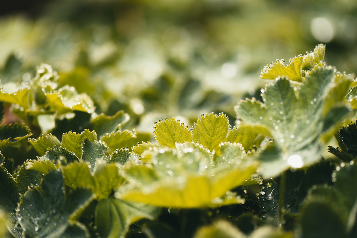 botanical closeup droplets green macro MORNING Nature Nikon Photography  plants