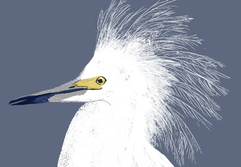 egret bird