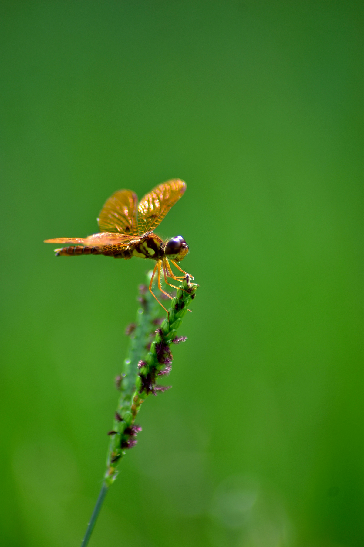 closeup dragonfly macro Nature