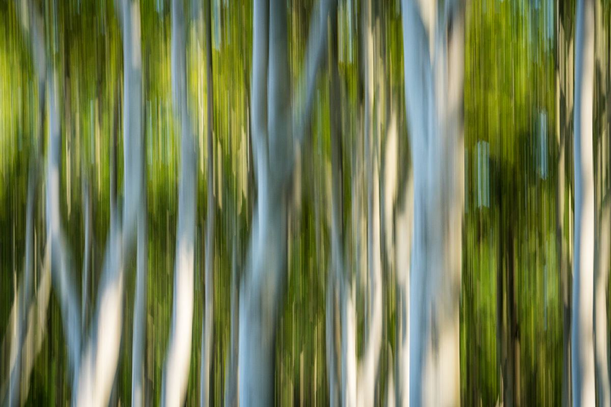 Adobe Portfolio motion motion blur trees forest