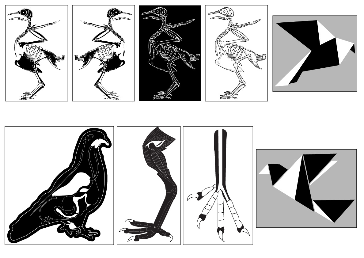 sticker Sticker Design digital illustration birds pigeon illustration stickers pack
