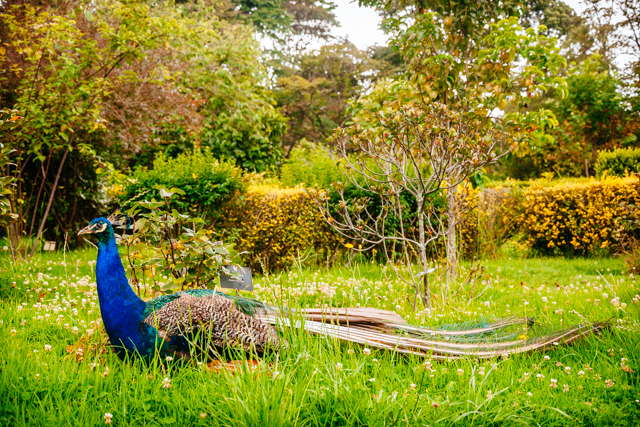 Nicolás Otero Retratos de Biodiversidad Colombian birds bogota colombia