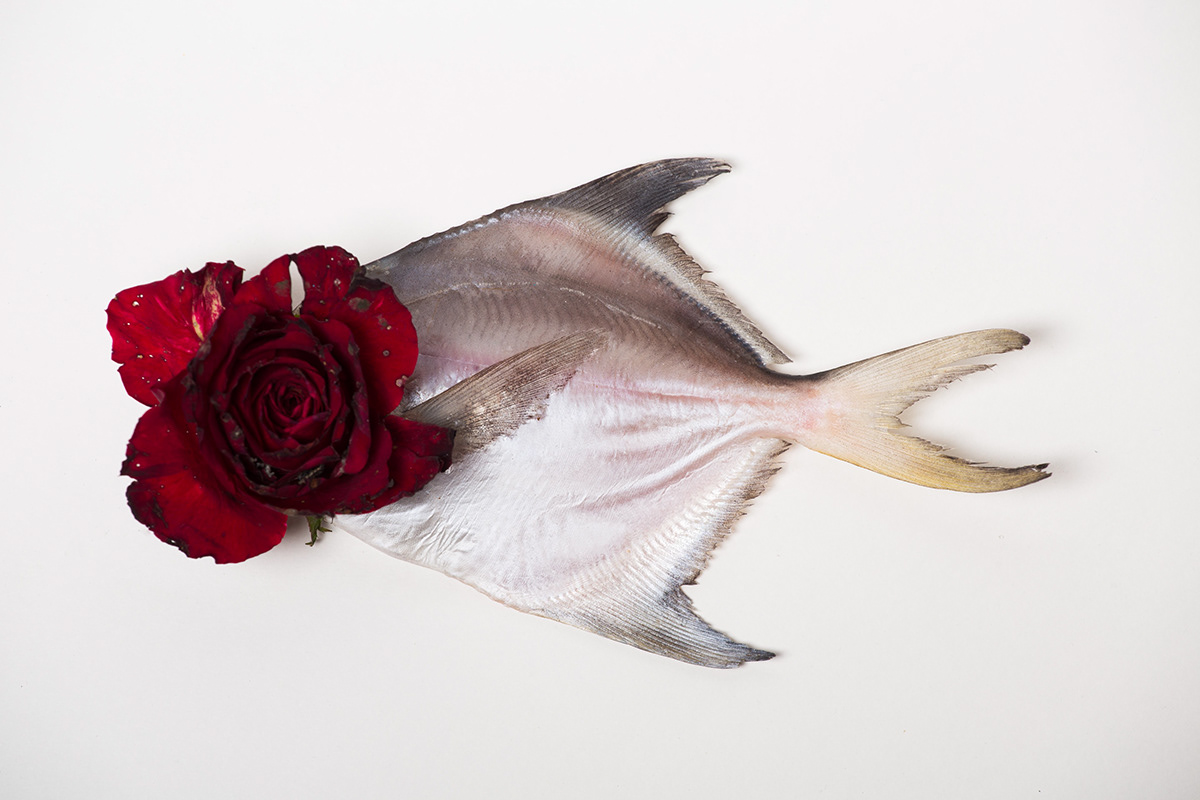 #photography #FineArt   #fish