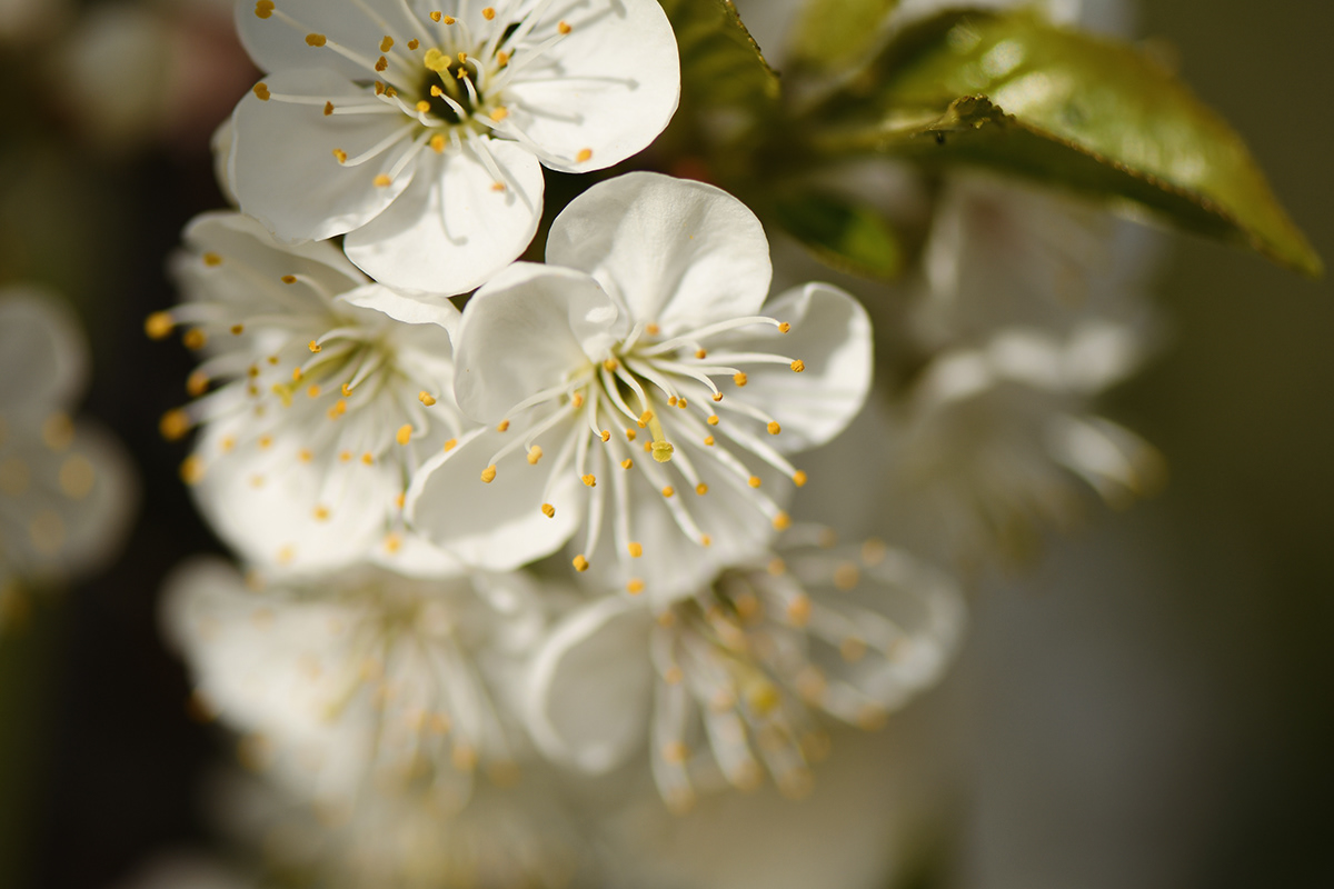cherryblossom spring floral Nature macro Photography  Nikon lightroom blossom Flowers