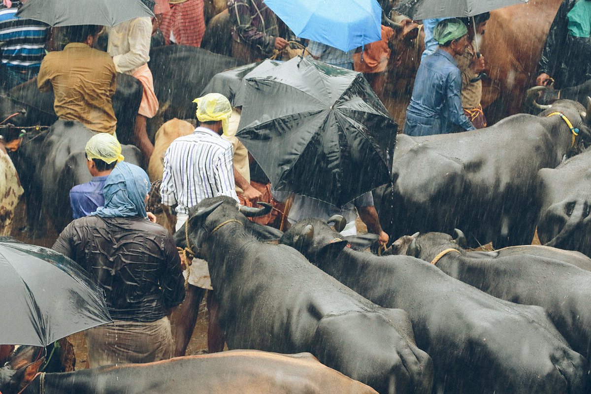 Cattle India kerala market Photography  street photography Travel people rain cow