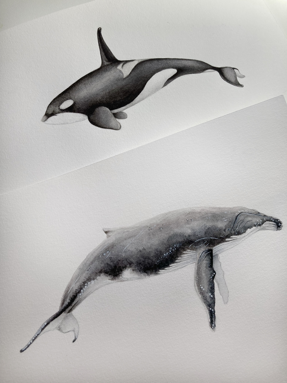 aquarela baleias humpback Humpback whale ILLUSTRATION  Ilustração orca watercolor whales blue whale