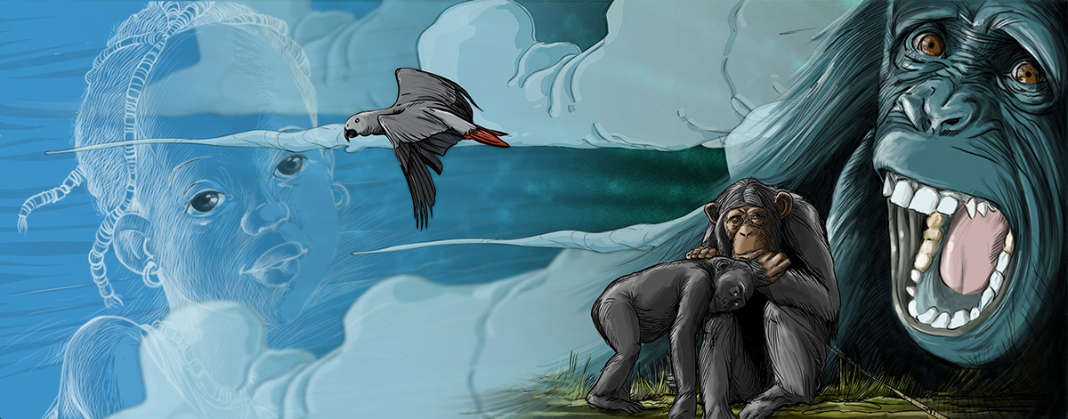 Pansu gorila maiombe mayombe Grey parrot papagaio cinza papagaio cinzento ilustrações Ilustração