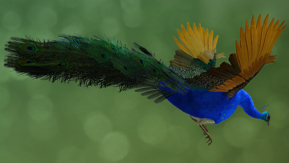peaock bird 3D model Maya Zbrush Fur hair realistic Beautiful elegant serene Project India