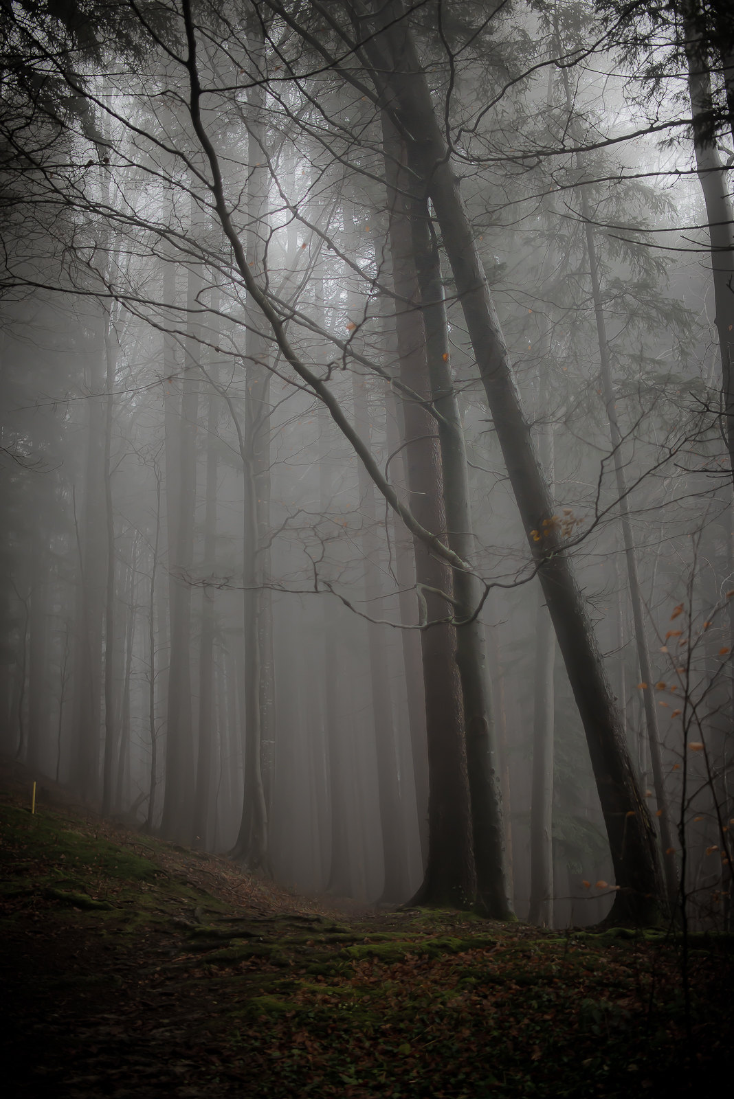 mist fog woods forest wood Landscape Nature dog