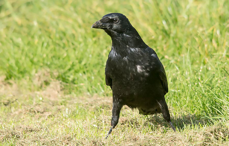 raven corvids passerine bird wildlife birds Nature bird black bird