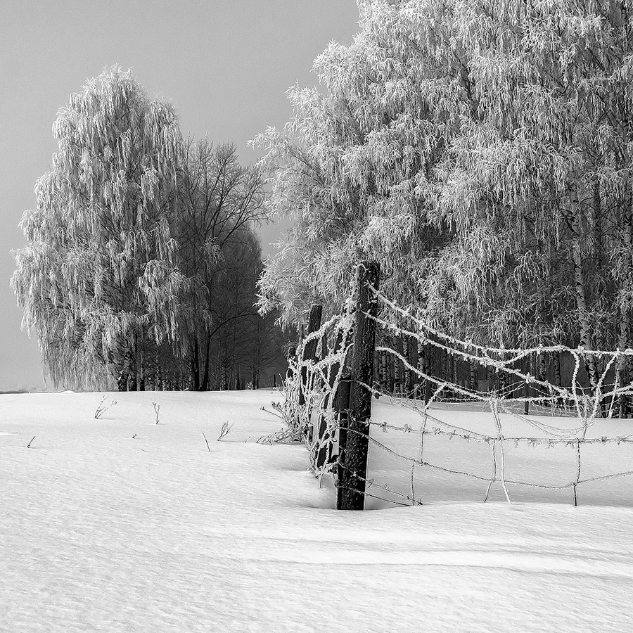 winter snow cold forest Photography  digital black and white monochrome
