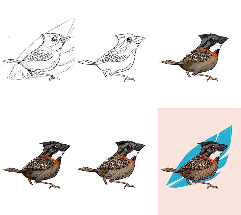 sparrow Copeton ilustracion bird