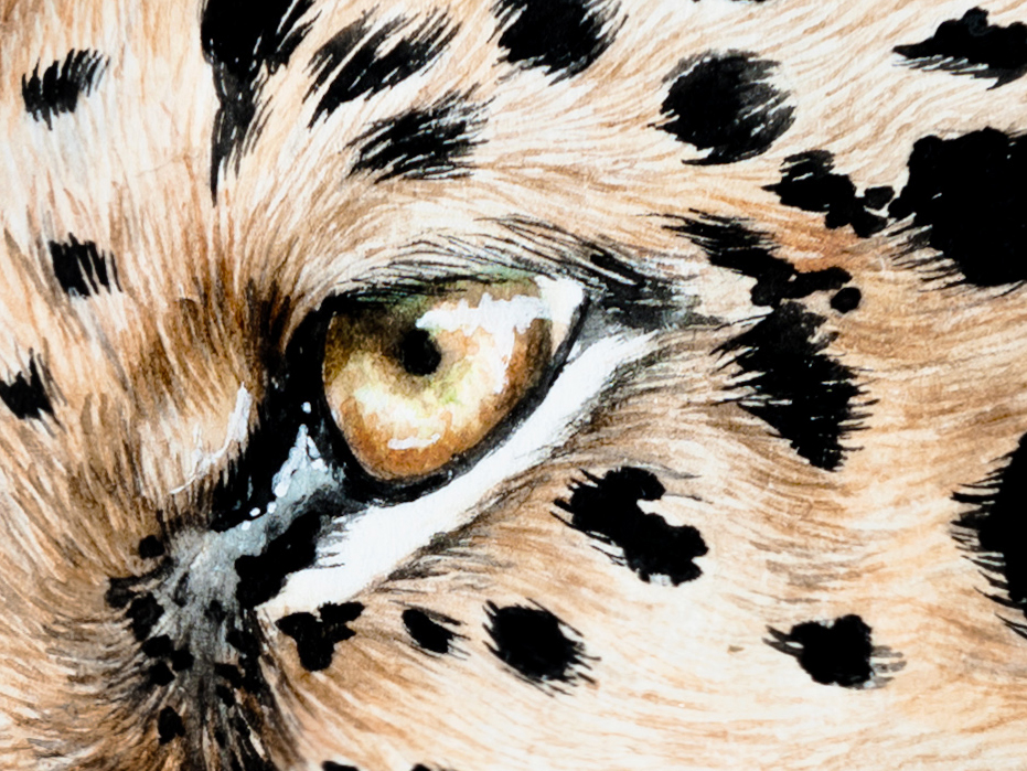 Water color painting of a leopard on Behance