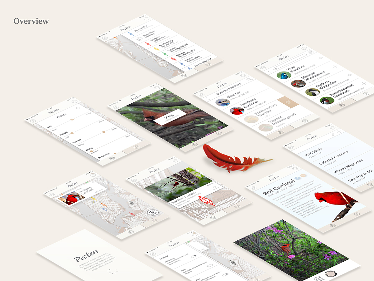 birds bird watching Northern Cardinal outside app design user experience User interphase Project Planning wireframes iphone camera feathers #madethis  #PassportToCreativity