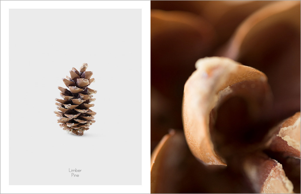 Nature still life pine cones