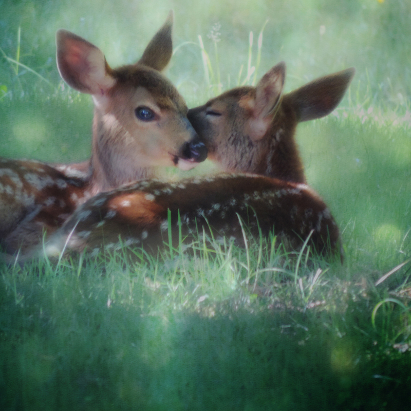 deer magic realism surreal wildlife animal portraits