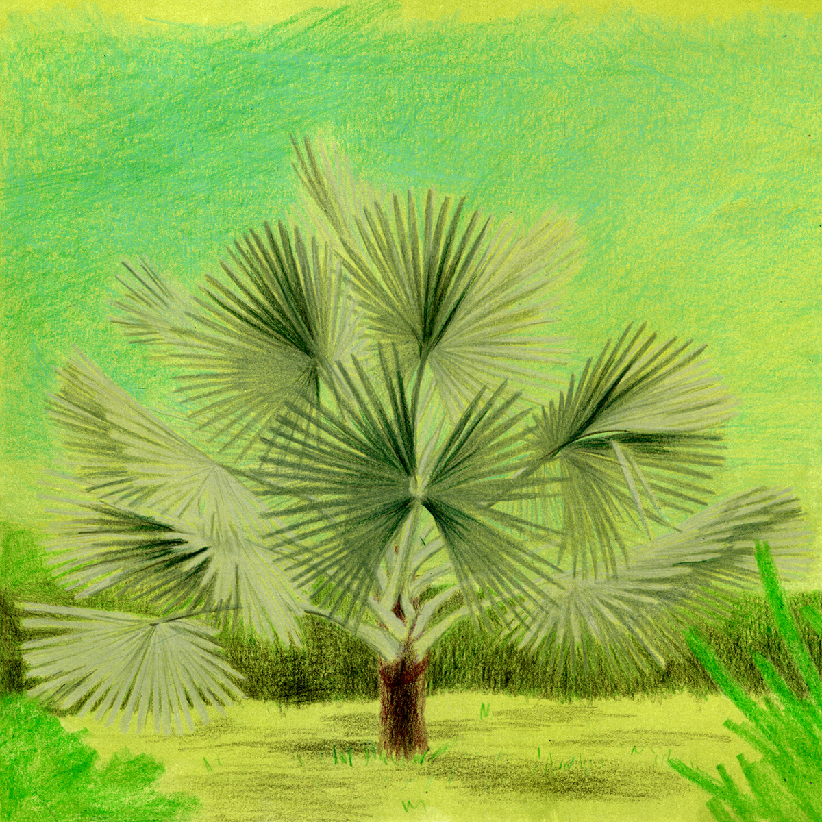 colored pencil Drawing  Zeichnung palm Palm Tree Palmen series summer mood summer ILLUSTRATION 