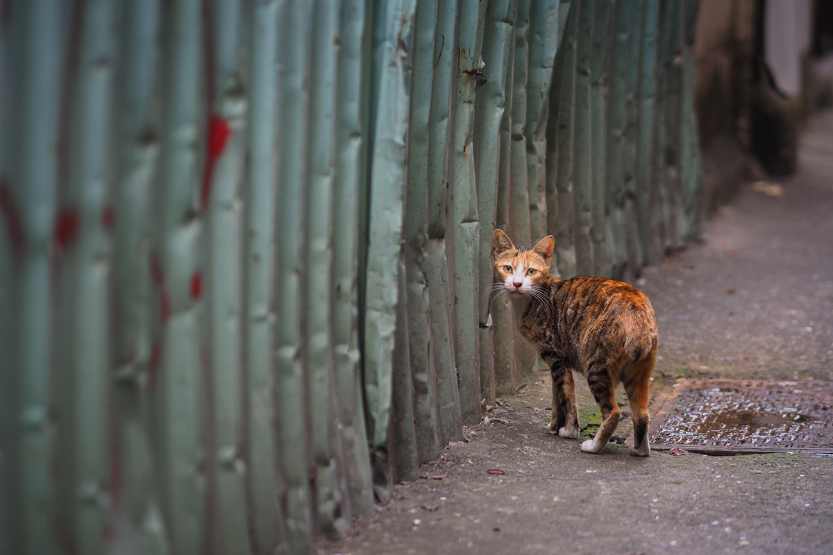Cat wildcat Pet 寵物 野貓 貓咪 喵星人 cats