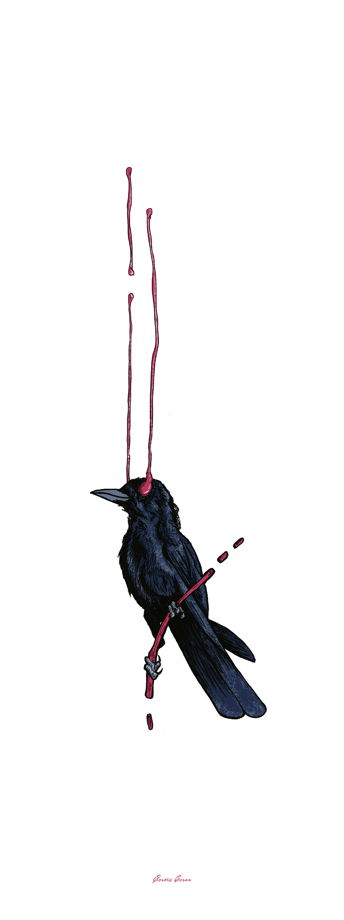 birds Cardenal cardinal crow blujay owl silkscreen parasite symbiotic edition Serie pajaro cuervo buho cardinalis