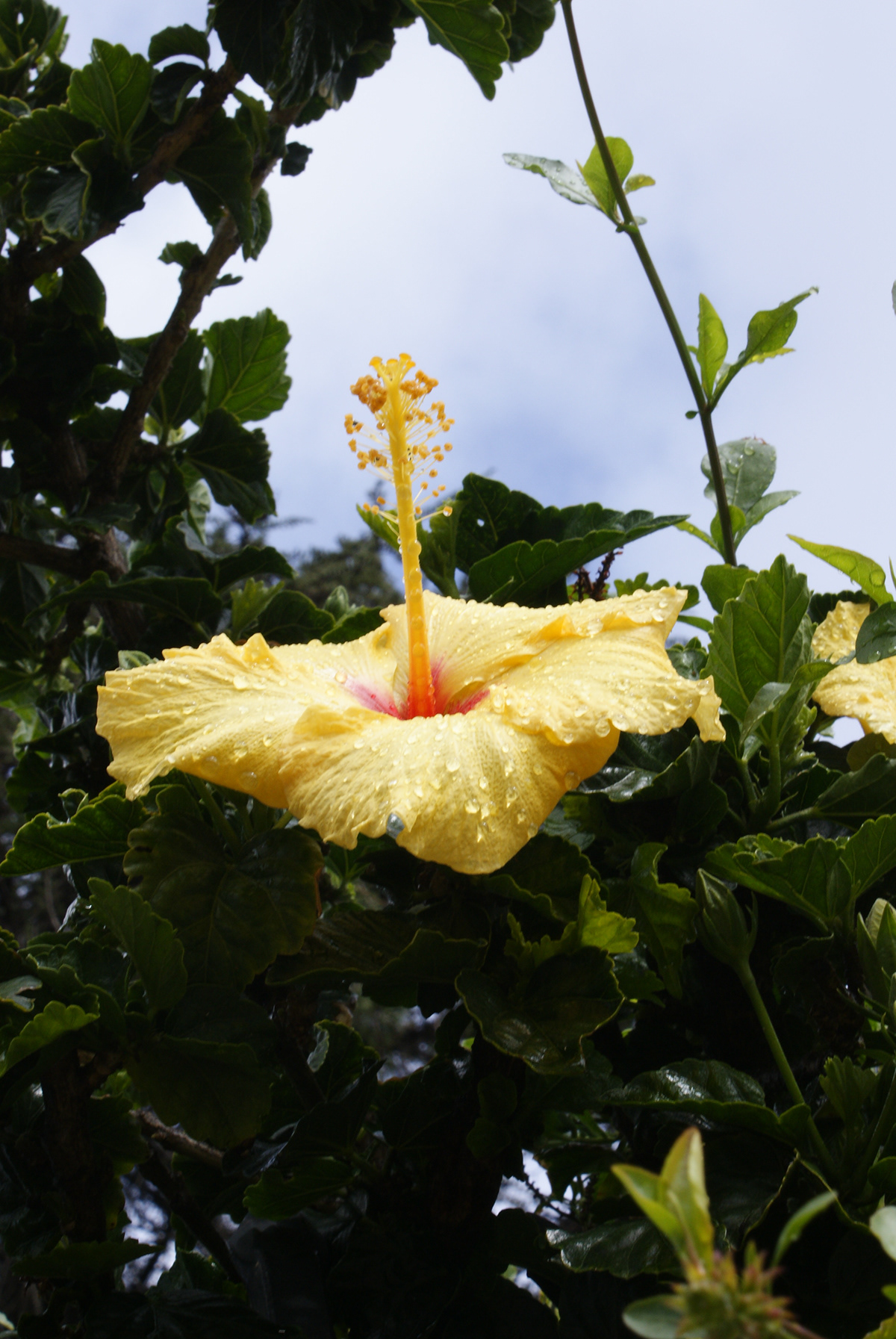 hibiscus Tropical California color colorful flower Los Angeles nature photography Photography  tropical flower vibrant