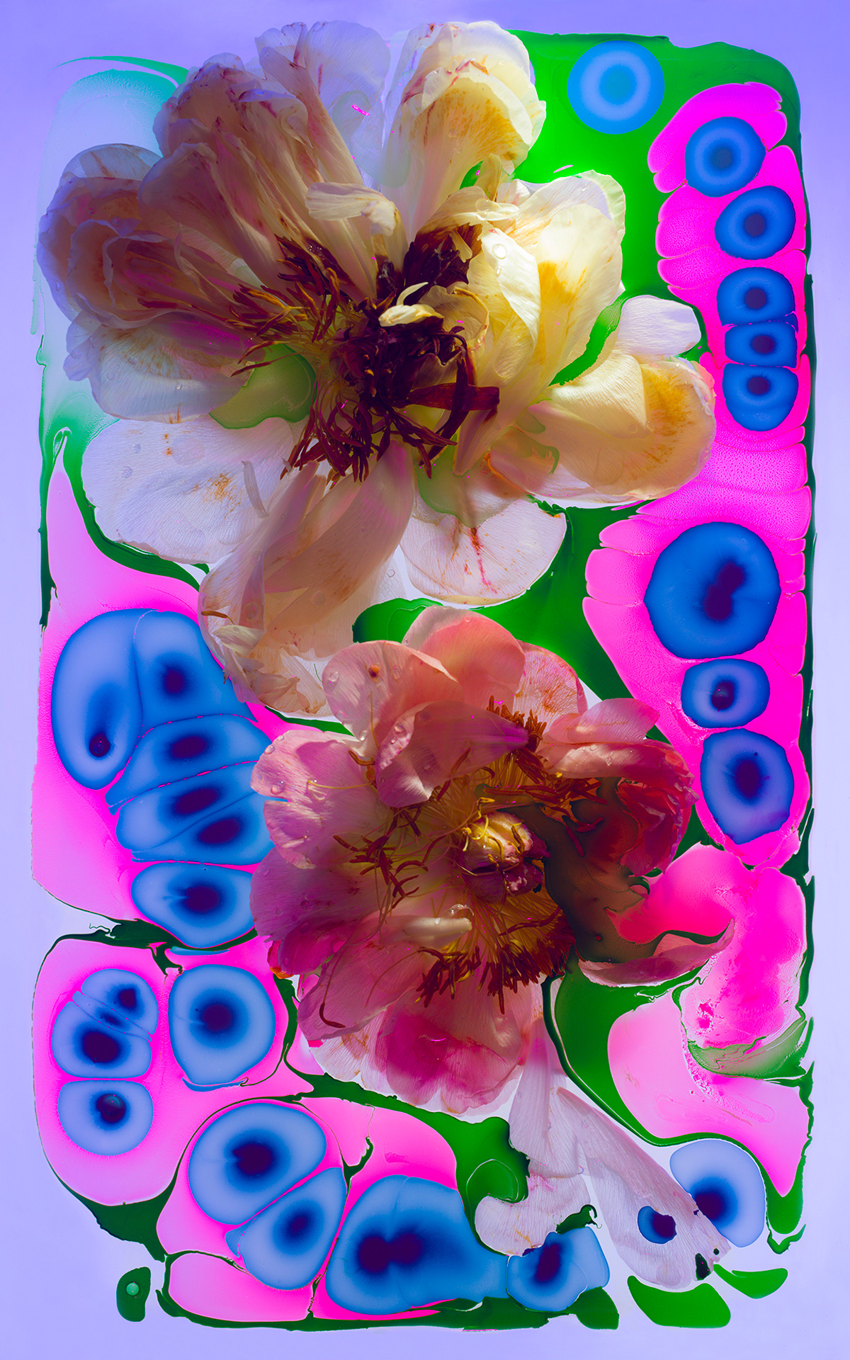 abstract art bloombloomfleur CL. LO floral floral art Flowers Photography  stilllife Stuff studio