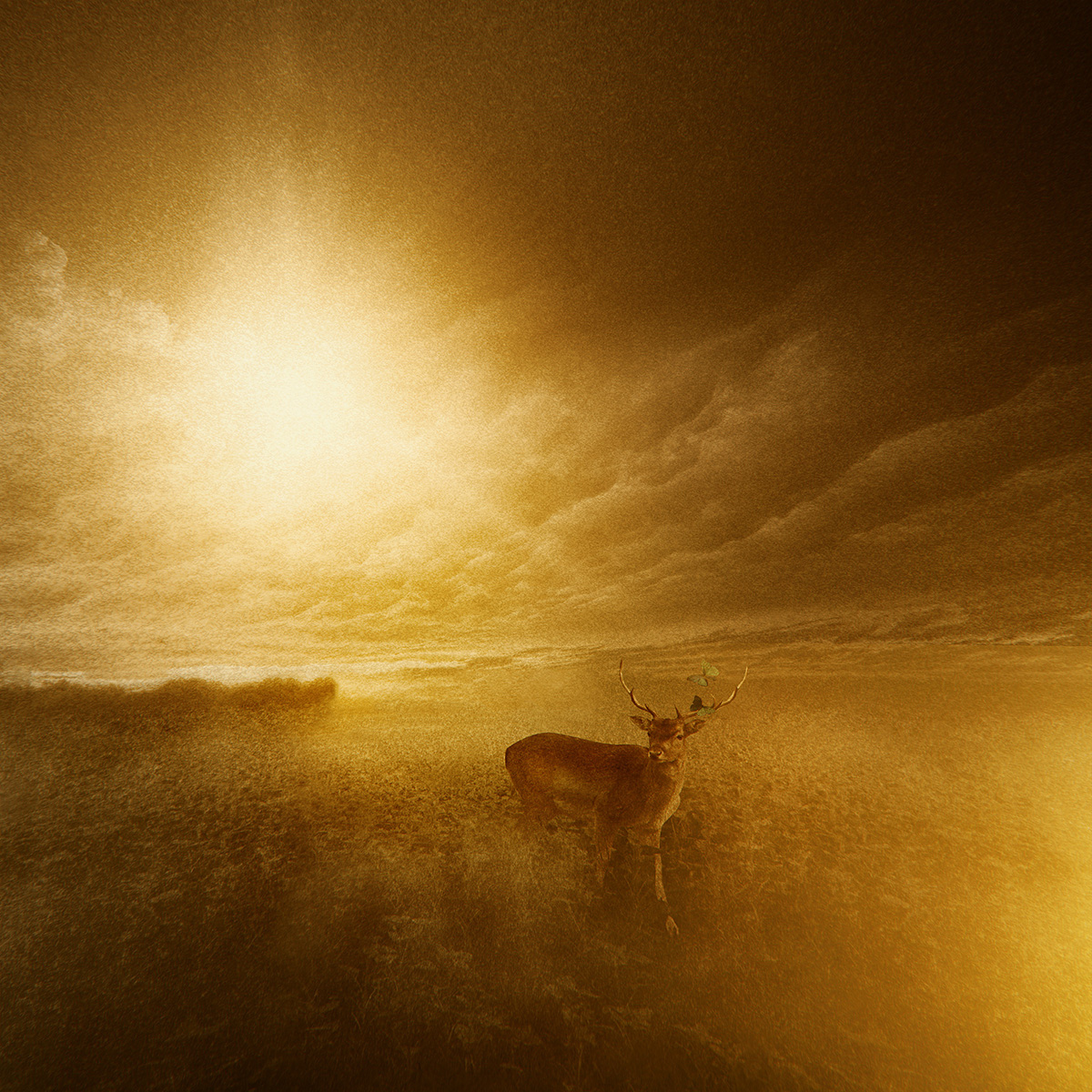 FINEART fine art fog deer Sun light photoshop conceptual