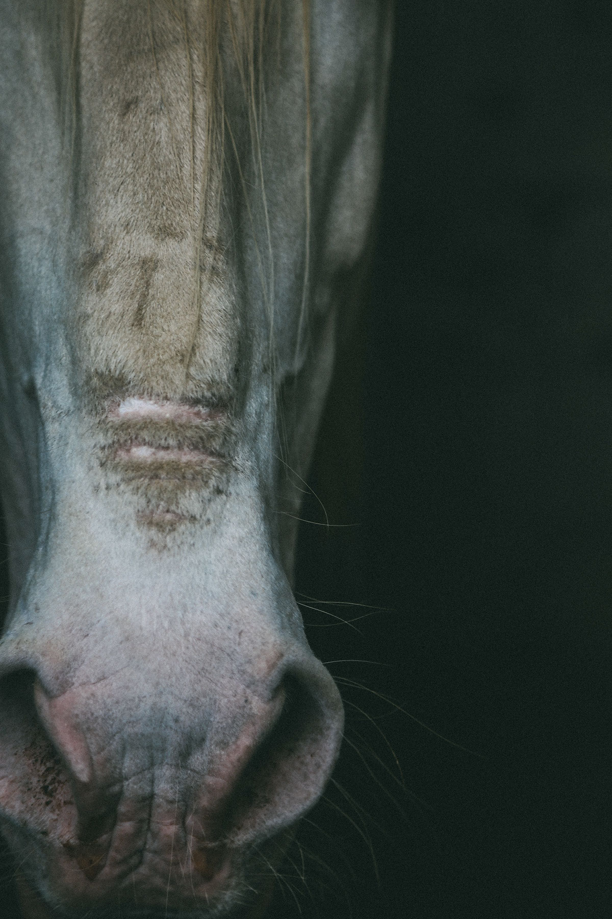 horse photo animals portrait