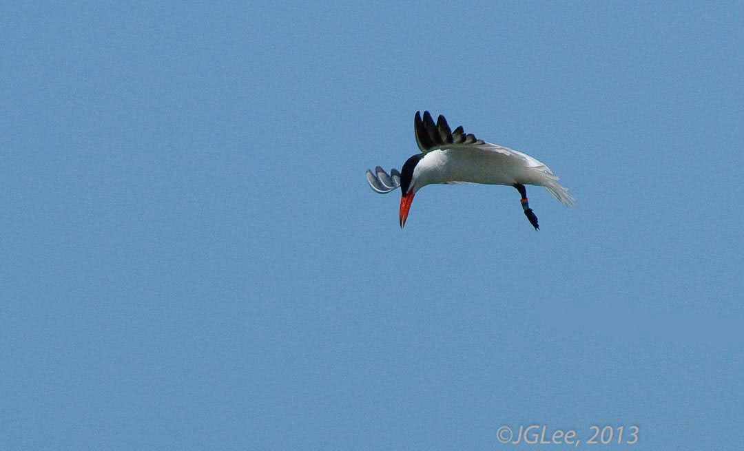 Bird Photography birds in flight heron egret