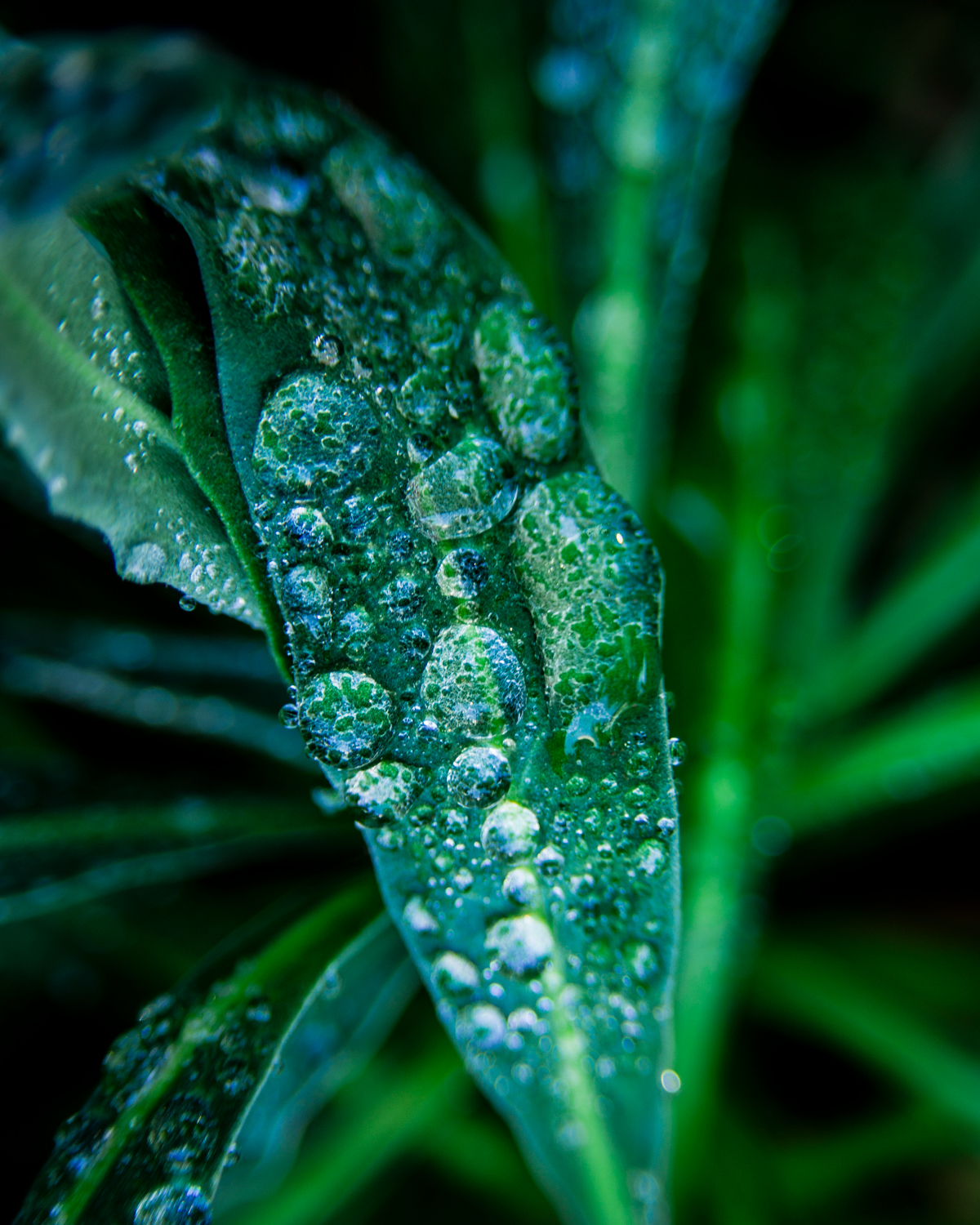 macro Raindrops water leaf outdoors Nature forest garden outside color