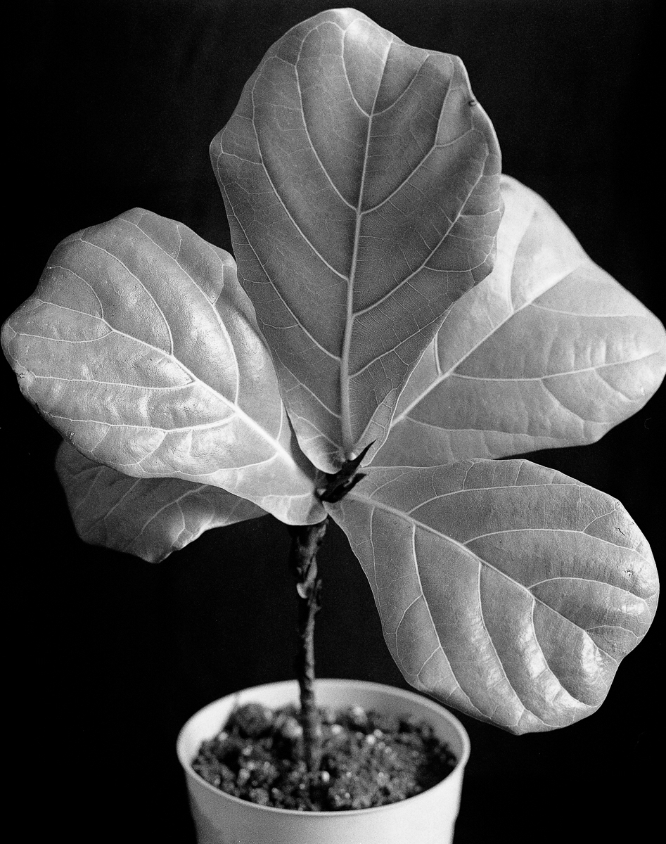 darkroom black and white Mamiya rz67 plants