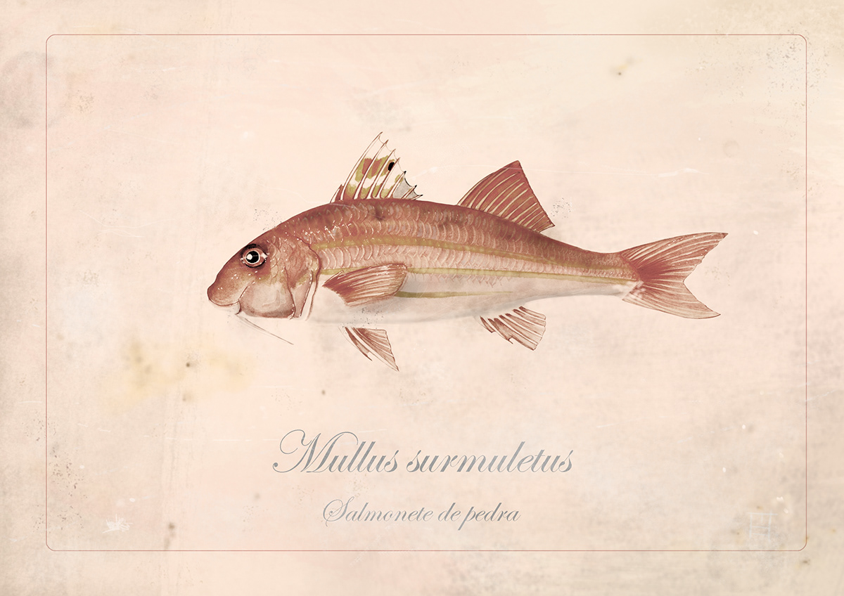 ilustracion dibujo ilustración científica arte digital peces photoshop