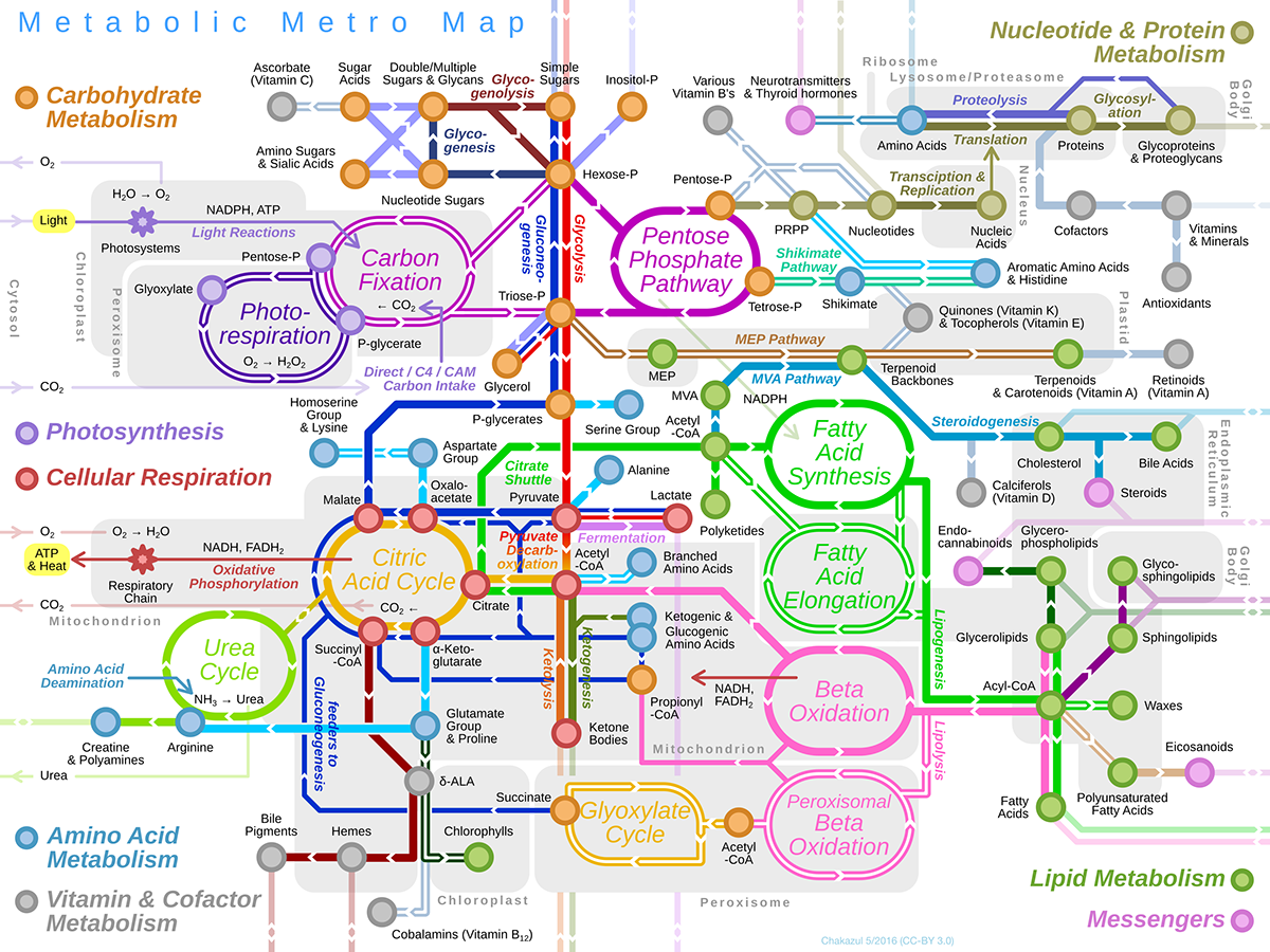 infographics Metro Map metabolism biochemistry