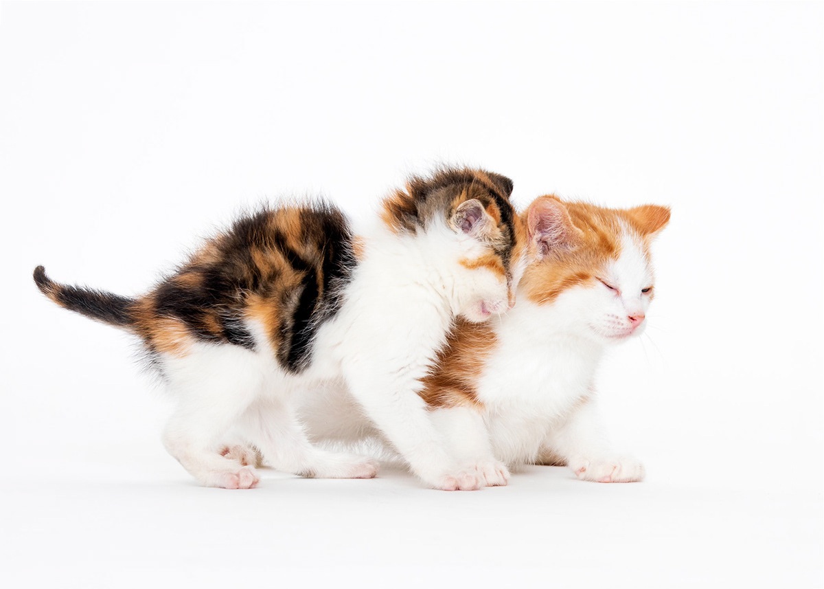 two kittens cuddling