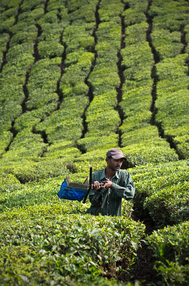 India  Munnar  tea teaplantation  fog  farmer  beedi  pentax k-5