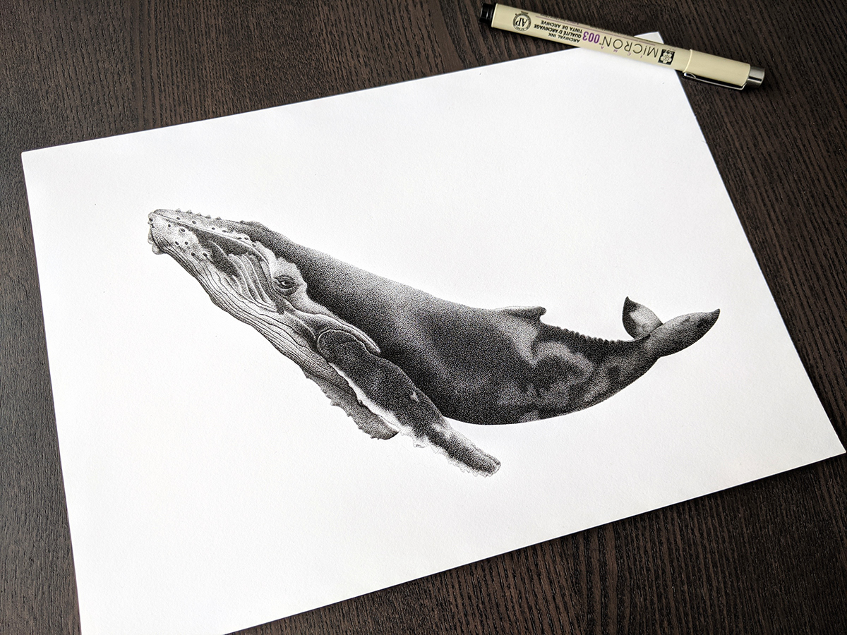 animal baleine blackandwhite dot dotwork Drawing  humpbackwhale sea seaanimal Whale