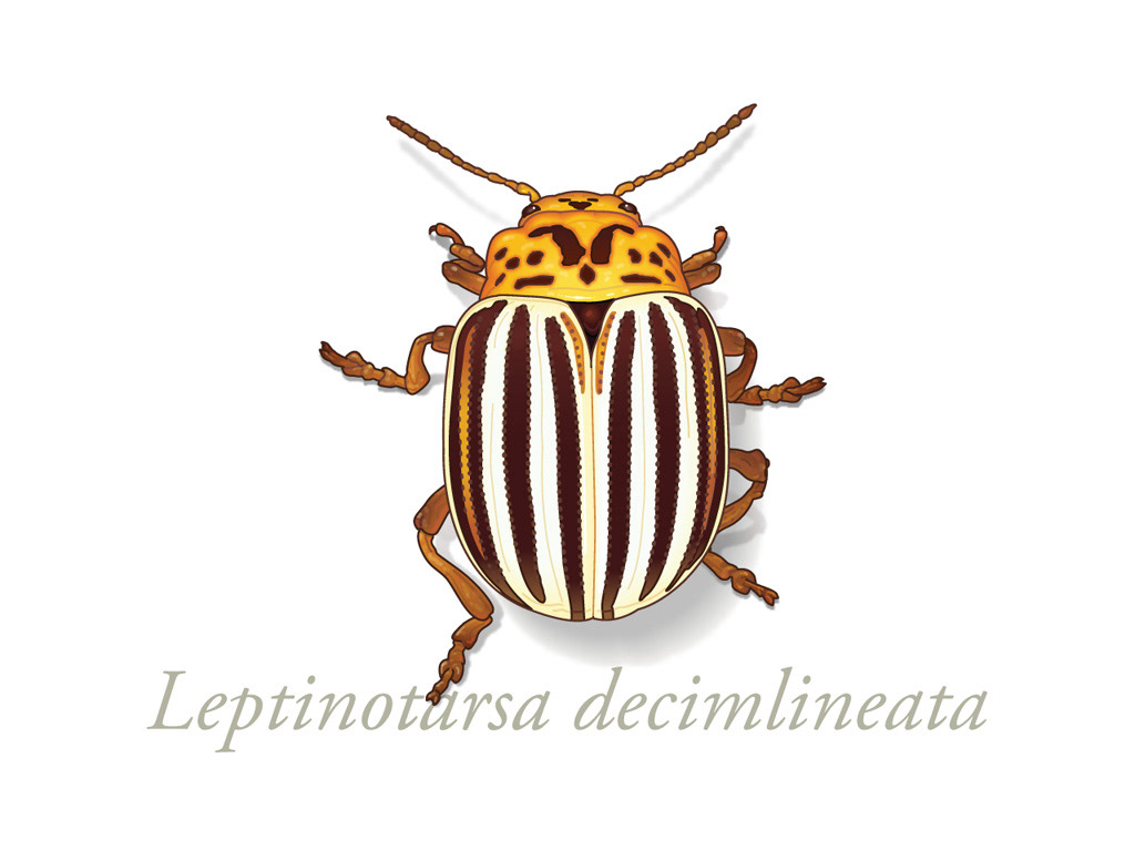 beetle biology entomology insect potato beetle potato bug