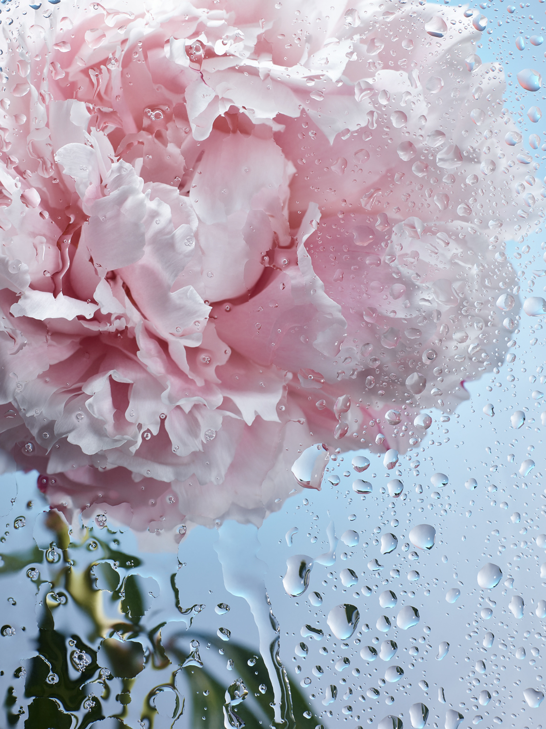 peonies rain Flowers blue pink water drops
