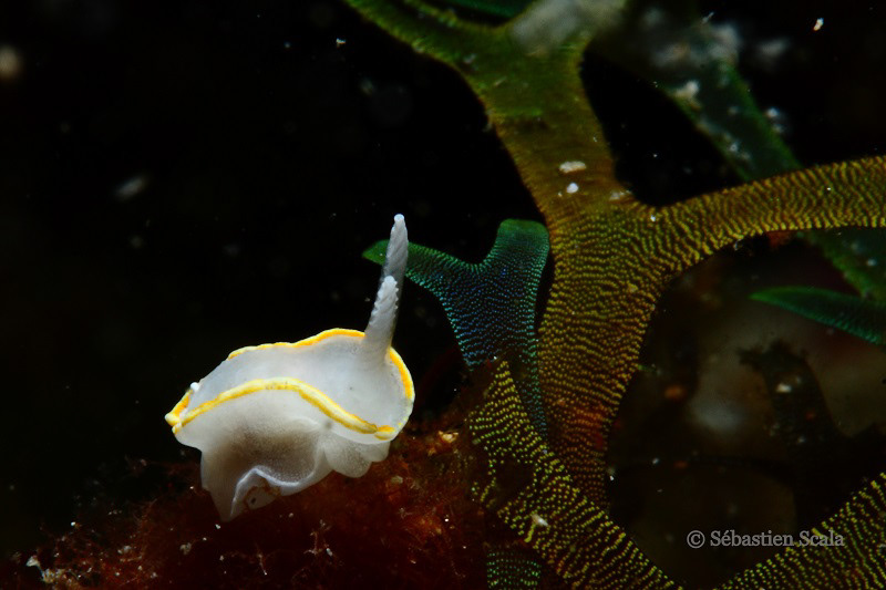 underwater sea slug nudibranch