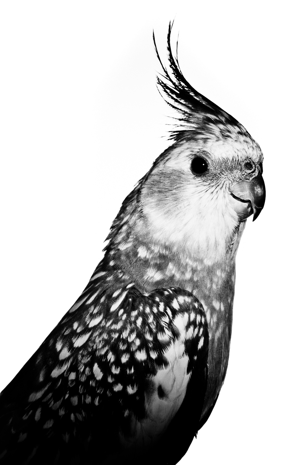 EMANUELE TORTORA bird Fly osei animal portrait bw vintage chiara cegalin valman padovan mangimi zorzi