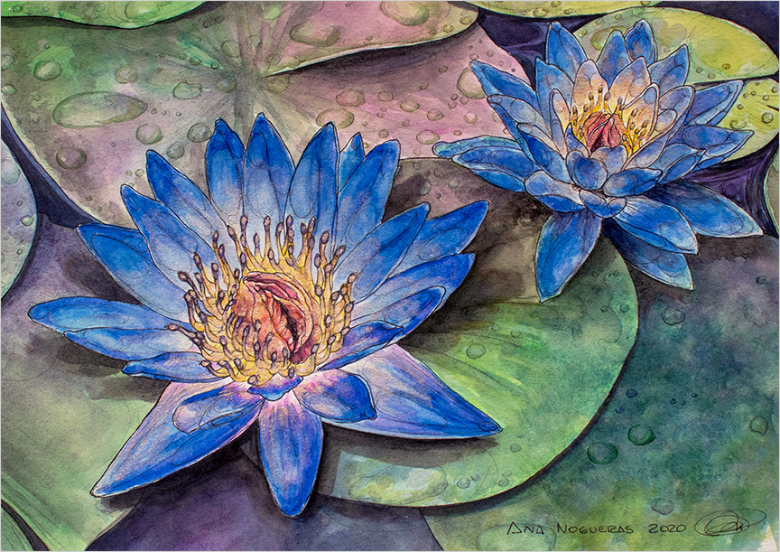 art draw Flowers ILLUSTRATION  ink Lotus Nature spain vulva watercolor