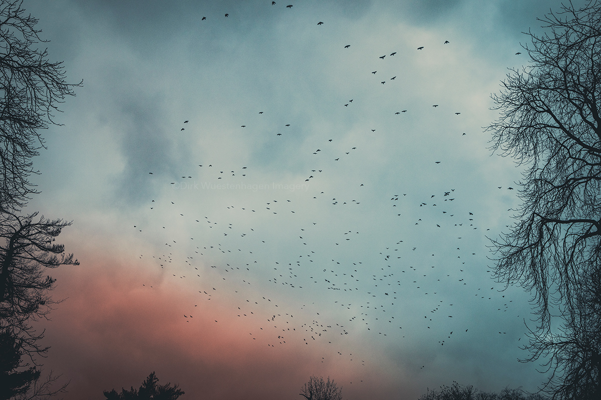 trees SKY sunset winter cloudy atmosphere flock of birds murder of crows painterly