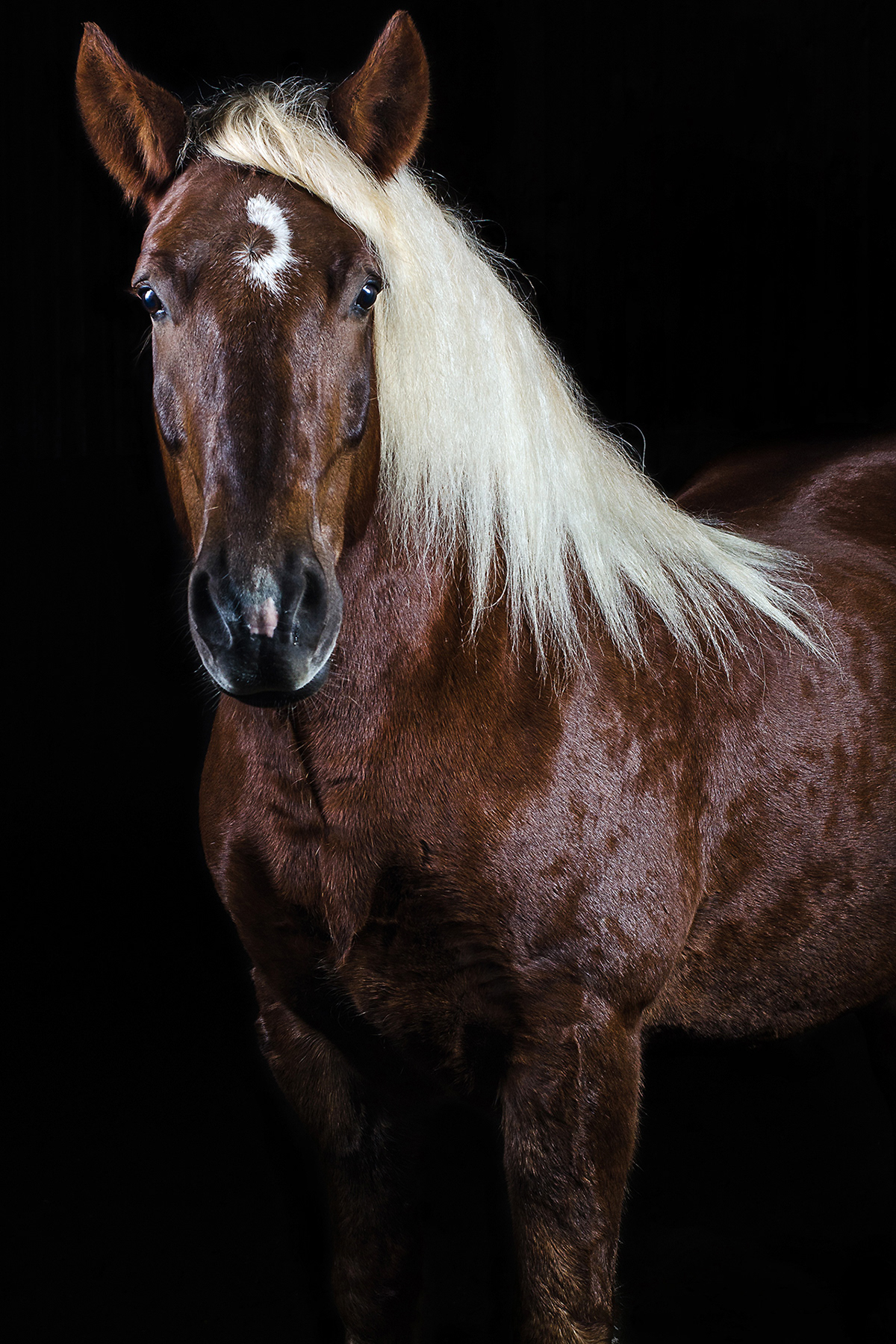 animals horses  portrait horse