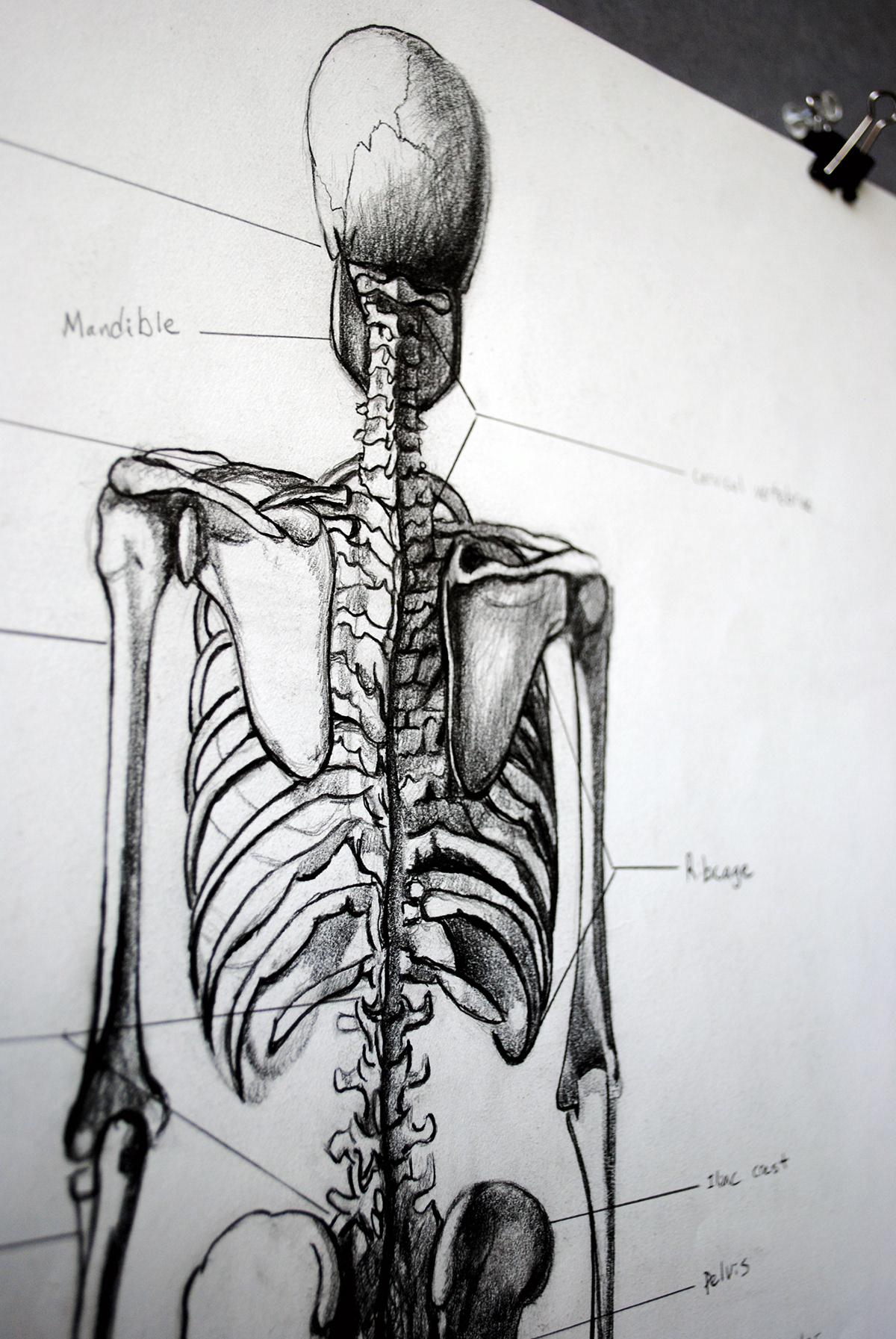 skeleton graphite still life scientific anatomy bones