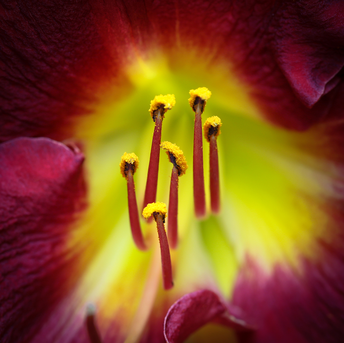 Flowers floral macro lily stamens filaments close-up