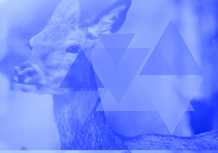 #Deer #Triangle #Animals